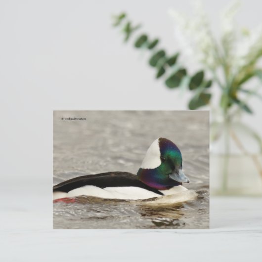 Cute Bufflehead Duck bij Pond Briefkaart (Staand voorkant)