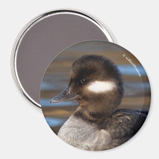 Cute Bufflehead Duck op Sunlit Watts Magneet (Voorkant / Achterkant)