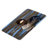 Cute Bufflehead Duck op Sunlit Watts Magneet (Linkerzijde)