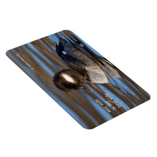 Cute Bufflehead Duck op Sunlit Watts Magneet (Rechterzijde)