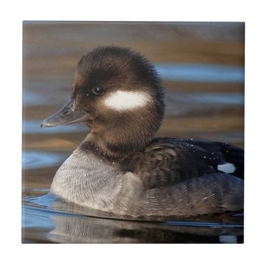 Cute Bufflehead Duck op Sunlit Watts Tegeltje (Voorkant)