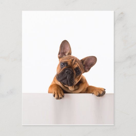 Cute Bulldog | Echt gemeen, Engelse Bulldog Flyer (Voorkant)