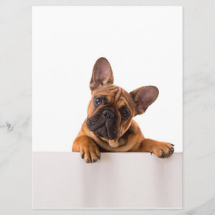 Cute Bulldog   Echt gemeen, Engelse Bulldog Menu