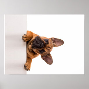 Cute Bulldog   Echt gemeen, Engelse Bulldog Poster
