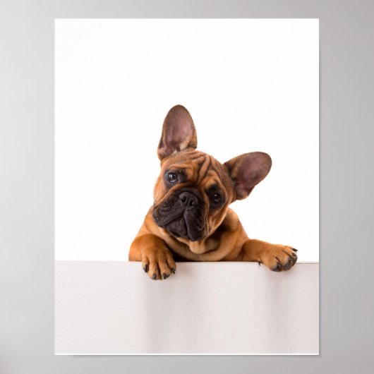 Cute Bulldog | Echt gemeen, Engelse Bulldog Poster (Voorkant)