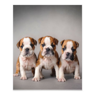 Cute Bulldog Puppies Hondenliefhebbers Cadeau Foto Afdruk