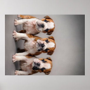 Cute Bulldog Puppies   Hondenliefhebbers Cadeau Poster