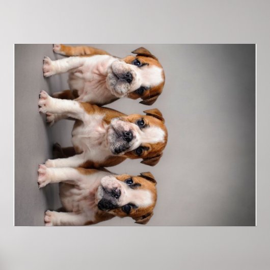 Cute Bulldog Puppies | Hondenliefhebbers Cadeau Poster (Voorkant)