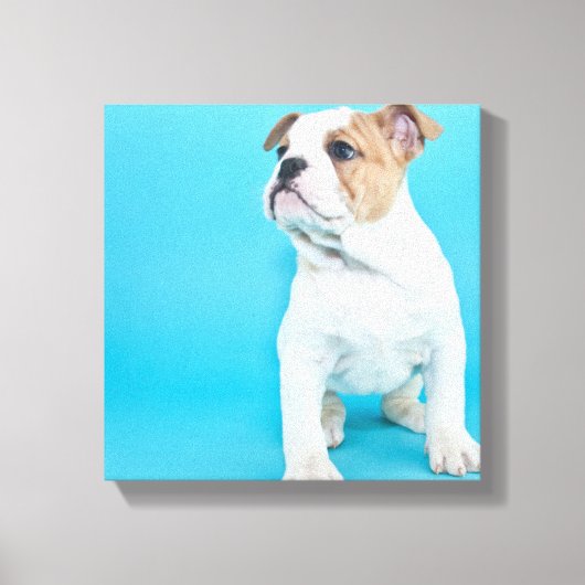 Cute Bulldog Puppy Canvas Afdruk (Voorkant)