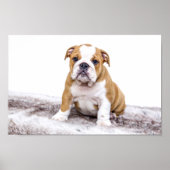 Cute Bulldog Puppy Poster (Voorkant)