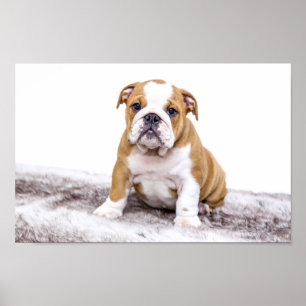 Cute Bulldog Puppy Poster