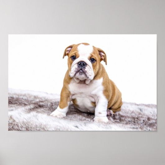 Cute Bulldog Puppy Poster (Voorkant)