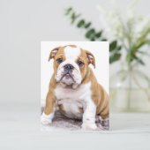Cute Bulldog Puppy Sitting Down Briefkaart (Staand voorkant)