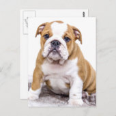 Cute Bulldog Puppy Sitting Down Briefkaart (Voorkant / Achterkant)
