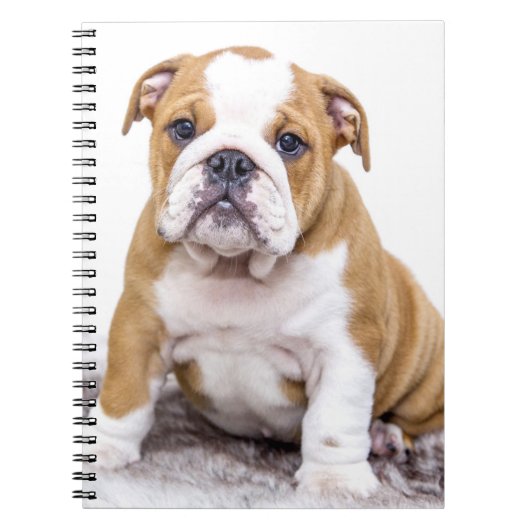 Cute Bulldog Puppy Sitting Down Notitieboek (Voorkant)