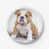 Cute Bulldog Puppy Sitting Down Papieren Bordje (Voorkant)