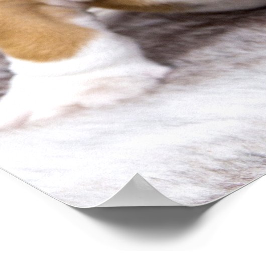 Cute Bulldog Puppy Sitting Down Poster (Hoek)