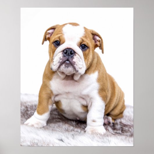 Cute Bulldog Puppy Sitting Down Poster (Voorkant)