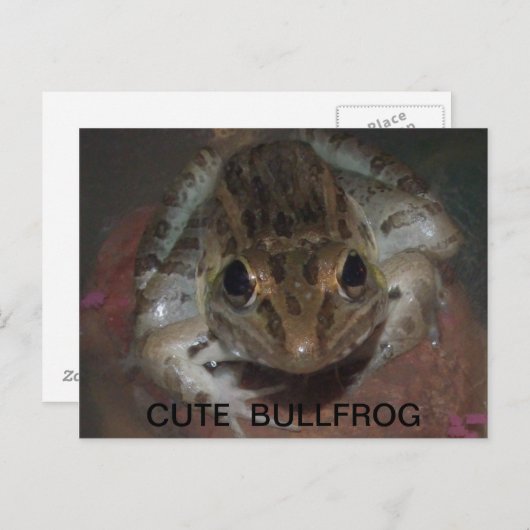 CUTE BULLFROG BRIEFKAART (Voorkant / Achterkant)