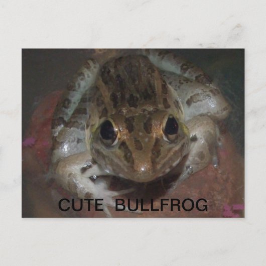 CUTE BULLFROG BRIEFKAART (Voorkant)