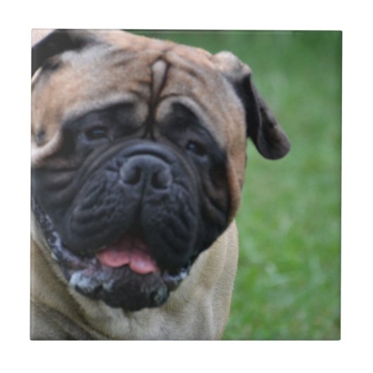 Cute Bullmastiff Tegeltje (Voorkant)