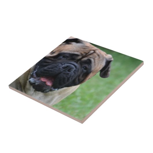 Cute Bullmastiff Tegeltje (Zijkant)
