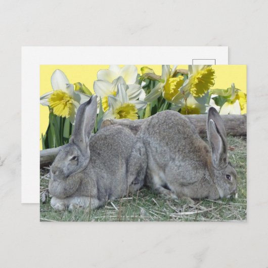 Cute Bunnies Daffodils Cust. DIY BRIEFKAART (Voorkant / Achterkant)