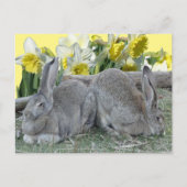 Cute Bunnies Daffodils Cust. DIY BRIEFKAART (Voorkant)