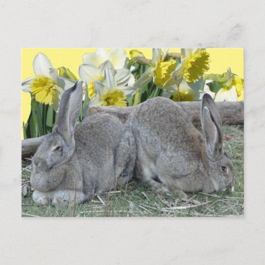 Cute Bunnies Daffodils Cust. DIY BRIEFKAART (Voorkant)