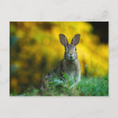 Cute bunny konbit briefkaart (Voorkant)