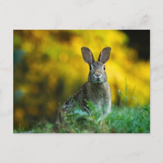 Cute bunny konbit briefkaart (Voorkant)