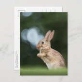 Cute Bunny Photo Briefkaart (Voorkant / Achterkant)
