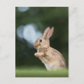 Cute Bunny Photo Briefkaart (Voorkant)