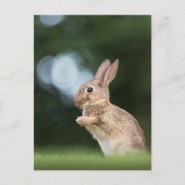 Cute Bunny Photo Briefkaart
