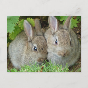 Cute Bunny Rabbit Animal Peace Love Destiny Briefkaart