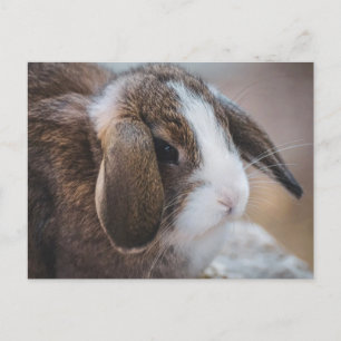 Cute Bunny Rabbit Easter Briefkaart