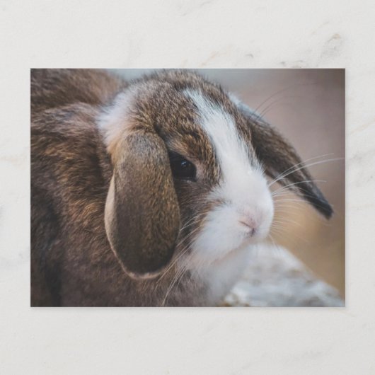 Cute Bunny Rabbit Easter Briefkaart (Voorkant)