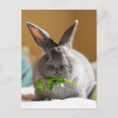 Cute Bunny Rabbit Eating Veggies Briefkaart (Voorkant)