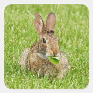 Cute Bunny Rabbit Eating Vierkante Sticker