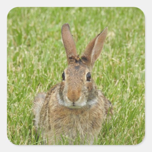 Cute Bunny Rabbit Vierkante Sticker (Voorkant)
