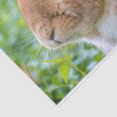 Cute Bunny Tissuepapier (Detail)