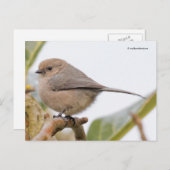 Cute Bushtit Songbird on Pear Tree Branch Briefkaart (Voorkant / Achterkant)