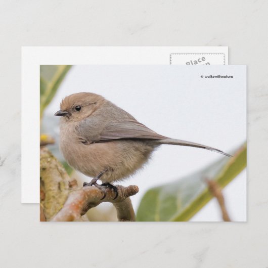 Cute Bushtit Songbird on Pear Tree Branch Briefkaart (Voorkant / Achterkant)