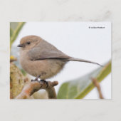 Cute Bushtit Songbird on Pear Tree Branch Briefkaart (Voorkant)