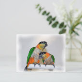 Cute Caique Parrot Paar Bird Briefkaart (Staand voorkant)