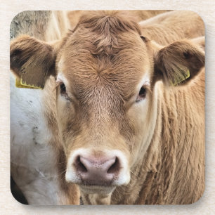 CUTE CALF BIER ONDERZETTER