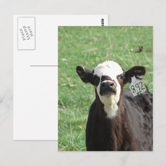 Cute Calf Briefkaart (Voorkant / Achterkant)