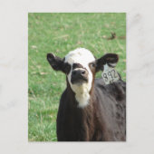 Cute Calf Briefkaart (Voorkant)