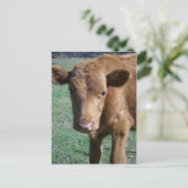 Cute Calf-Briefkaart sluiten Briefkaart (Staand voorkant)