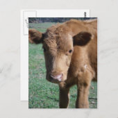 Cute Calf-Briefkaart sluiten Briefkaart (Voorkant / Achterkant)